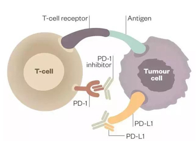 研究首度证明转移性前列腺癌可用PD-1抗体治疗