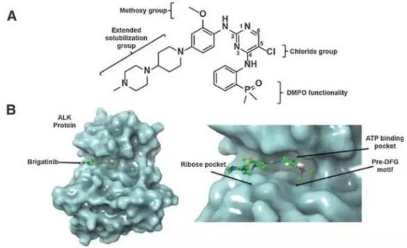 Brigatinib 的分子結構與作用機理（圖片來源：《Clinical Cancer Research》）