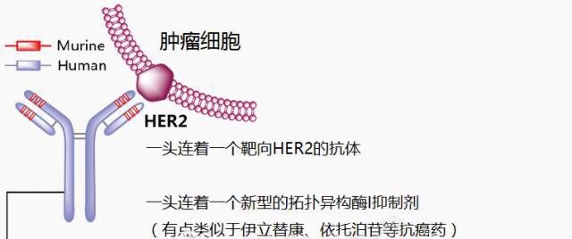 美国FDA认定抗癌新药DS-8201为突破性疗法