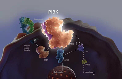 冷藏多年的靶向药物PI3K重出江湖