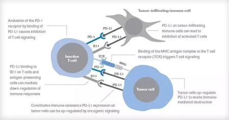 PD-L1/PD-1通路原理介绍
