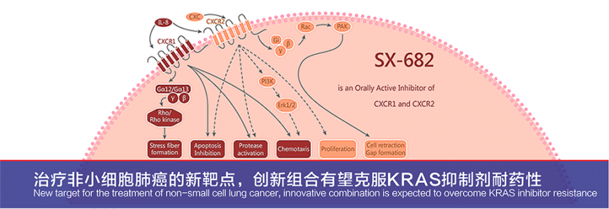 治疗非小细胞肺癌的新靶点，创新组合有望克服KRAS抑制剂耐药性